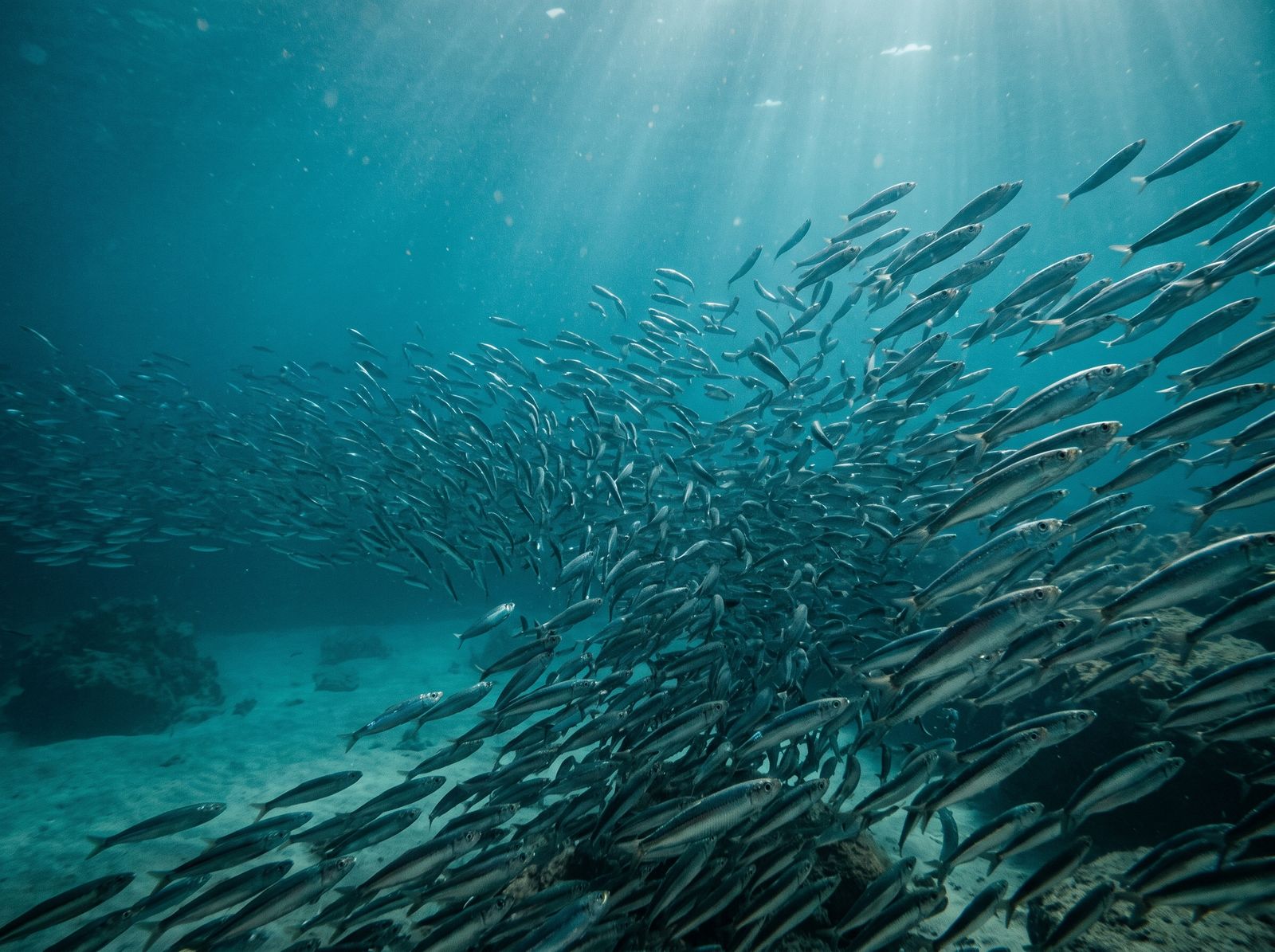 Cardume de peixes nadando em mar aberto